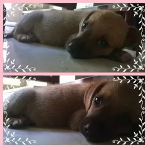 Cachorro raça SRD idade 2 a 6 meses nome Bebe da Praça