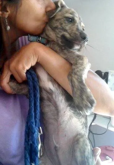 Cachorro ra a SRD idade 2 a 6 meses nome Tigrado