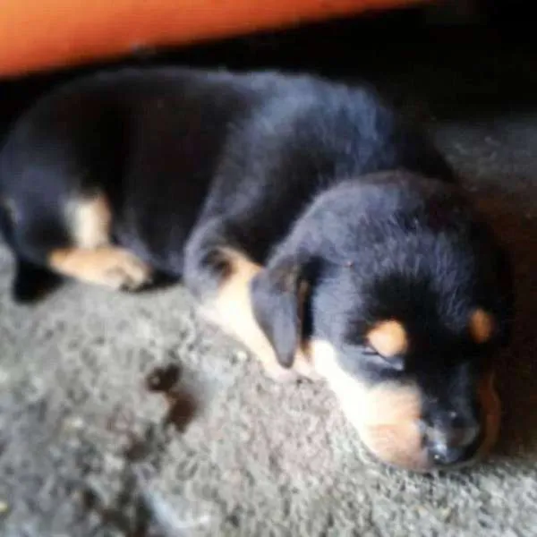 Cachorro ra a Vira lata idade Abaixo de 2 meses nome A ultima dos 7 Filh