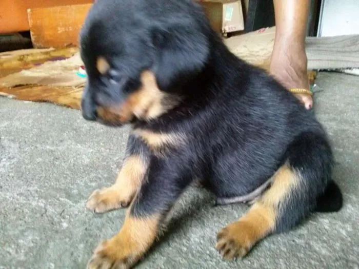 Cachorro ra a Vira lata idade Abaixo de 2 meses nome A ultima dos 7 Filh