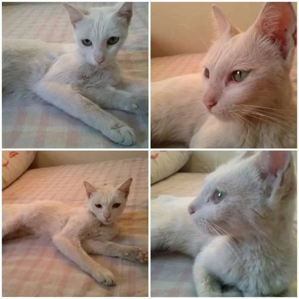 Gato ra a SRD idade 2 a 6 meses nome Jade