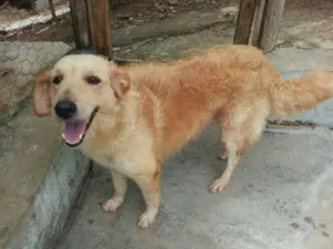Cachorro raça SRD idade 2 anos nome Mila