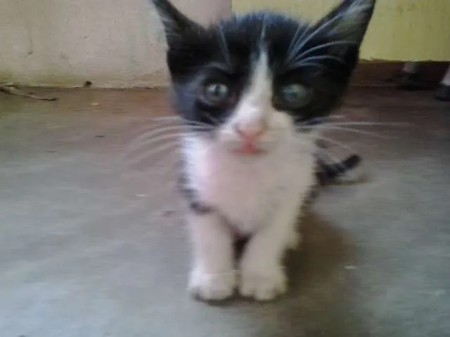 Gato raça  idade Abaixo de 2 meses nome Amigos