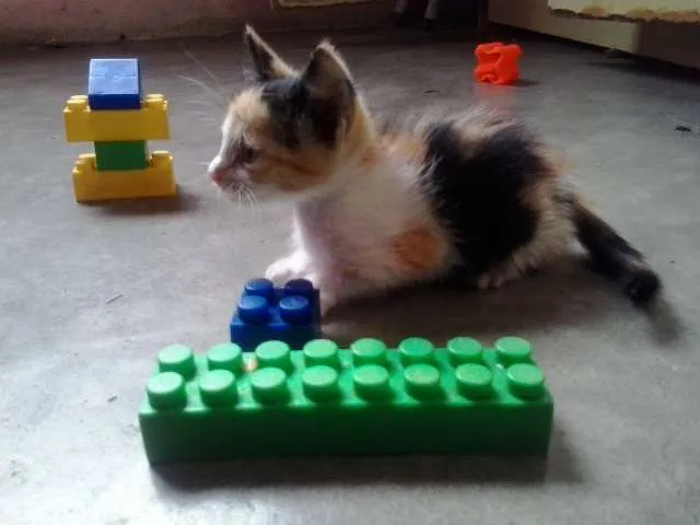 Gato raça  idade Abaixo de 2 meses nome Amigos