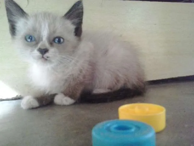 Gato raça  idade Abaixo de 2 meses nome Amigos