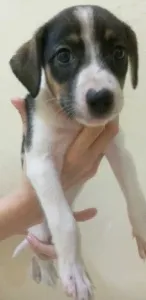 Cachorro raça SRD idade 2 a 6 meses nome bella