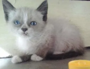 Gato raça  idade Abaixo de 2 meses nome Amigos