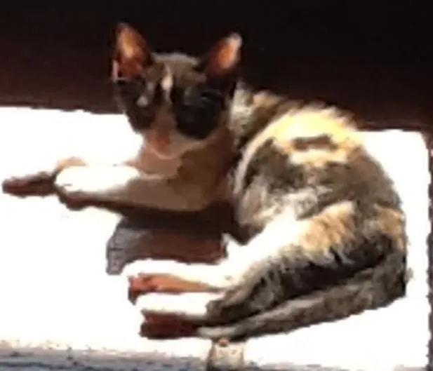 Gato raça Gato idade Abaixo de 2 meses nome violeta