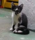 Pera