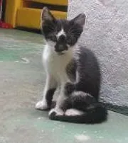 Gato raça SRD idade 2 a 6 meses nome Pera