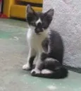 Pera
