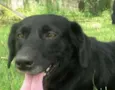Rubão