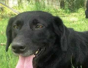 Cachorro ra a SRD idade 3 anos nome Rubão