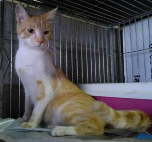 Gato raça SRD idade 7 a 11 meses nome Alemão