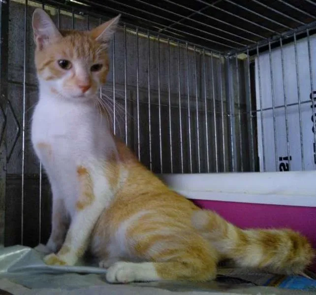 Gato ra a SRD idade 7 a 11 meses nome Alemão
