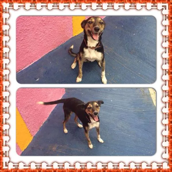 Cachorro ra a SRD idade 2 anos nome Nina - Castrada