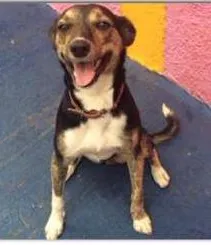 Cachorro ra a SRD idade 2 anos nome Nina - Castrada