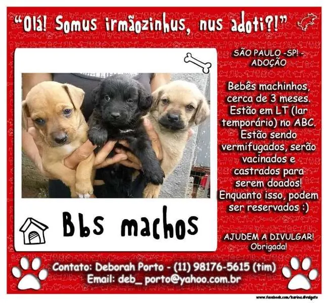 Cachorro ra a SRD idade 2 a 6 meses nome FILHOTES ABC