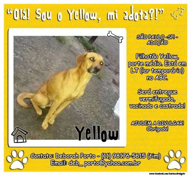 Cachorro ra a SRD idade 1 ano nome FILHOTÃO ABC