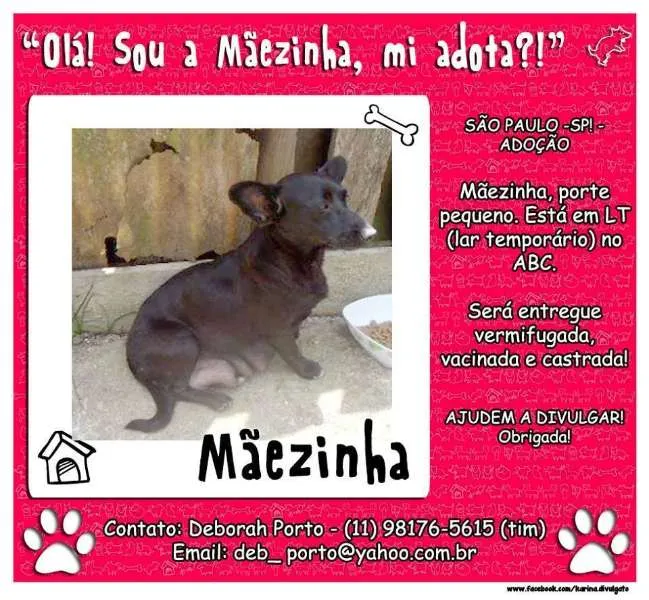 Cachorro ra a SRD idade 2 anos nome MÃEZINHA ABC