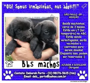 Cachorro raça SRD idade 2 a 6 meses nome Machinhos ABC