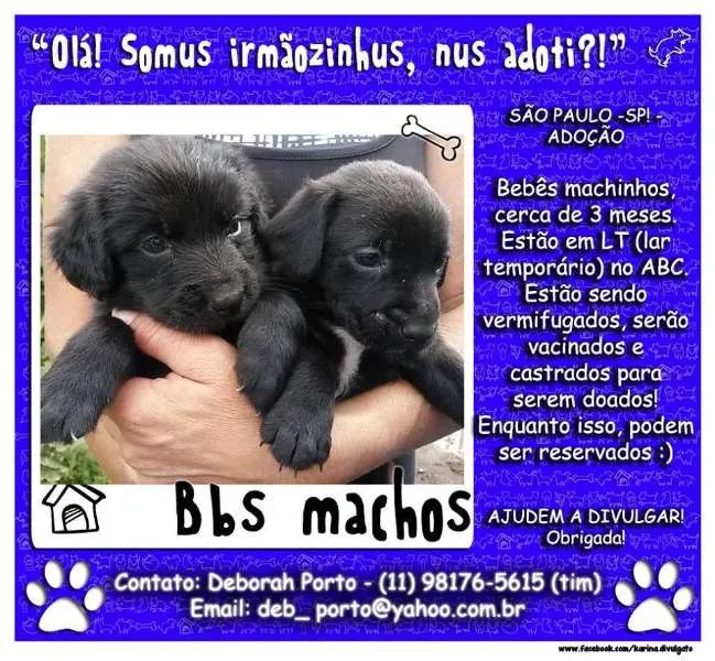 Cachorro ra a SRD idade 2 a 6 meses nome Machinhos ABC