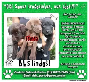 Cachorro raça SRD idade 2 a 6 meses nome FILHOTES ABC