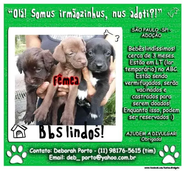 Cachorro ra a SRD idade 2 a 6 meses nome FILHOTES ABC