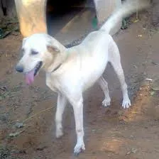 Cachorro ra a misturado idade 7 a 11 meses nome roger