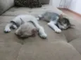 Alice e Alanis