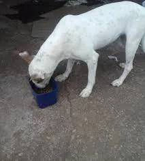 Cachorro raça misturado idade 7 a 11 meses nome roger