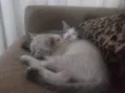 Alice e Alanis