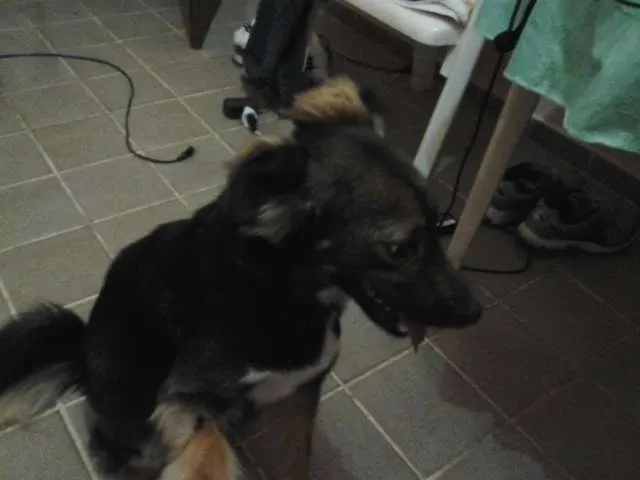 Cachorro raça Vira lata idade 3 anos nome Jig