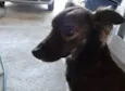 Cachorro raça Vira lata idade 3 anos nome Jig