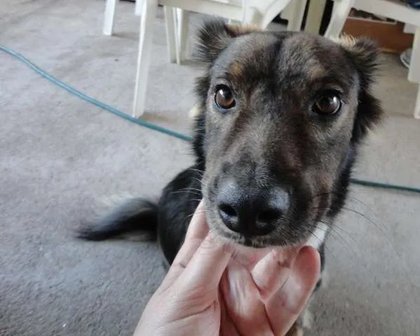 Cachorro raça Vira lata idade 3 anos nome Jig