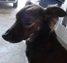 Cachorro raça Vira lata idade 3 anos nome Jig