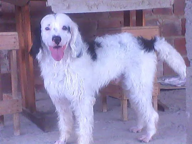 Cachorro raça SRD idade 5 anos nome Thor