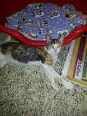 Gato ra a SRD idade 2 a 6 meses nome Ciça