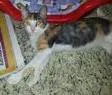 Gato ra a SRD idade 2 a 6 meses nome Ciça