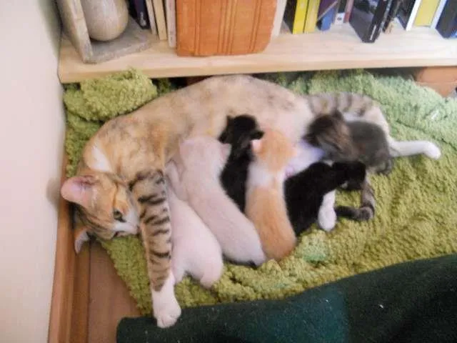 Gato raça da rua  idade 2 anos nome Maezinha