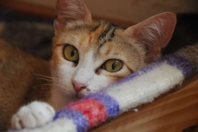 Gato raça da rua  idade 2 anos nome Maezinha