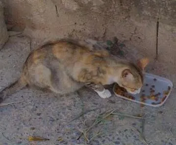Gato raça da rua  idade 2 anos nome Maezinha