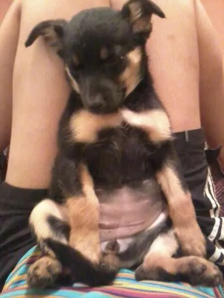 Cachorro ra a SRD idade Abaixo de 2 meses nome Sem nome