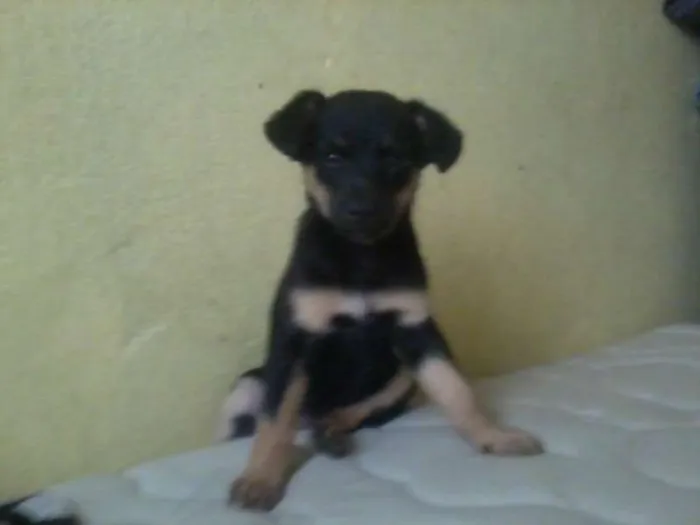 Cachorro ra a SRD idade Abaixo de 2 meses nome Sem nome