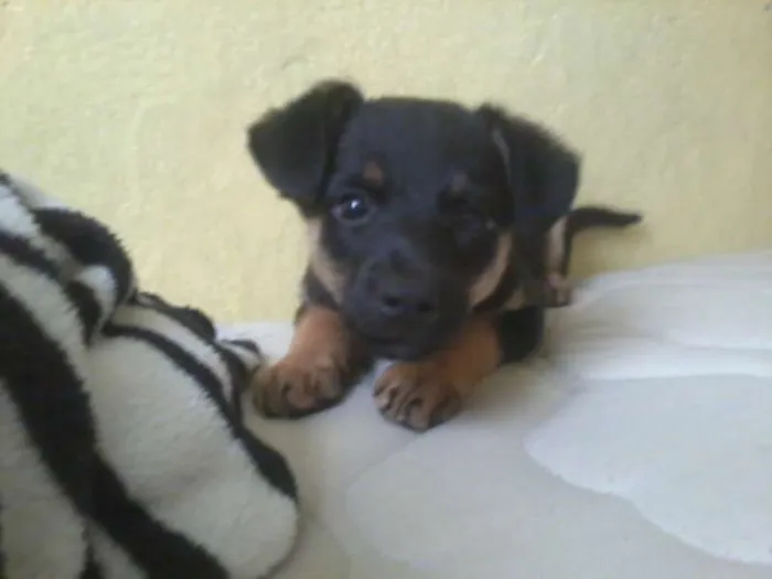 Cachorro ra a SRD idade Abaixo de 2 meses nome Sem nome