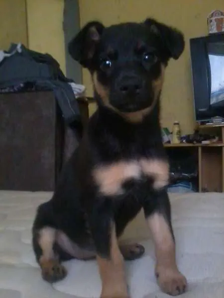 Cachorro ra a SRD idade Abaixo de 2 meses nome Sem nome