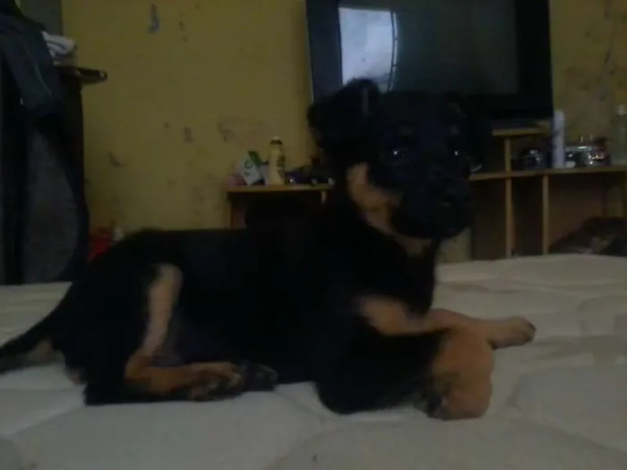 Cachorro ra a SRD idade Abaixo de 2 meses nome Sem nome