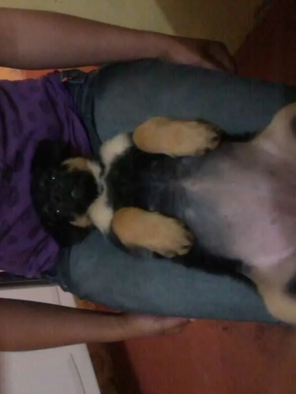 Cachorro ra a SRD idade Abaixo de 2 meses nome Sem nome