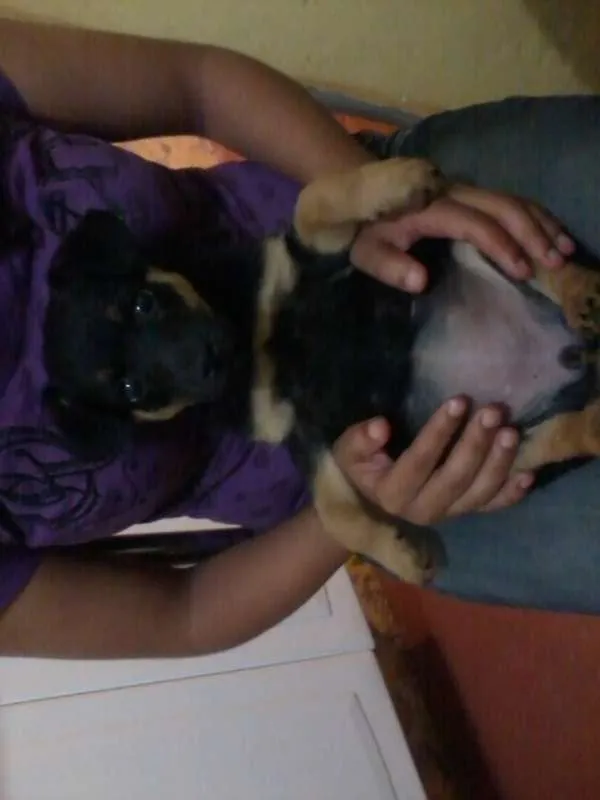 Cachorro ra a SRD idade Abaixo de 2 meses nome Sem nome