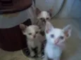 gatinhos